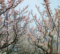 玉縄桜が満開