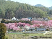 戸倉山（伊那富士）1681m　を水源池コース～沢コース（4月８日）