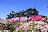 春の蒲郡のつつじ祭り、弘法大師像、竹島、竹島水族館を巡りましょう！