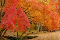 紅葉を満喫しよう！足柄森林公園の大自然ハイキング＆南足柄の天狗寺紅葉の名所として知られる「大雄山最乗寺」の紅葉を鑑賞しましょう