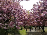 ★満開の八重桜♪　自然界いのちのパワー♪