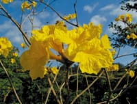 「色あざやかな南国、沖縄の花々の写真」