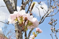 🌸桜の花が下向きに咲く理由🌸