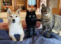 暖かい部屋で犬と猫の日常のユーチューブ動画を観る
