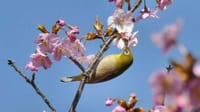 大仙公園のメジロと桜（２０２３年３月６日）LUMIX DMC FZ1000