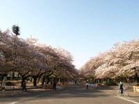 『至福のグルメランチ会』4月03日。。上野でお花見ランチ。。