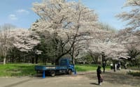 国営昭和記念公園の桜まだまだきれい　4.06