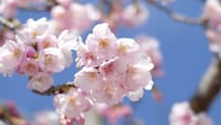 大仙公園の大寒桜（２０２１年３月３日）