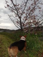 八重咲桜