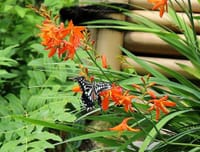写真３枚は、池田山公園のヒオウギとアゲハ蝶、クチナシと紫陽花、亀と鯉