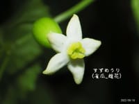 ニコンの写真アルバムに高御位山の花の写真を新たに追加しました