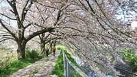 残席　初参加者優先☆ 　日本一の桜回廊（さいたま市）を散策（この感動　わたしたちと共有しませんか・・・）