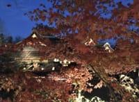 【懐かしい京都の思い出】2018年12月8日 「北野天満宮のもみじ苑、御土居の紅葉」