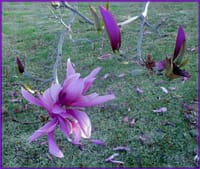 今年だいすきだった🌸。。。。。。。紫木蓮　自然への愛