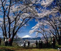 ☆弘法山公園でお花見ハイキング