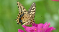 和泉リサイクル環境公園の百日草と蝶々（２０２０年７月３０日）静止画