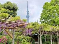 亀戸天神のフジと東京スカイツリー、あやめ　自然教育園にて、小石川後楽園のフジ