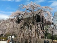 増上寺の桜2022