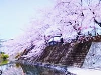 桜お花見ランチ昼御膳（平日）