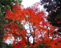 天竜川の上流はむせびかえる程の紅葉に溢れます!!