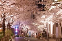 🌸六本木さくら通り🌸幻想的な夜桜ライトアップ🌸～☆グランドハイアット☆イタリアンのお夕食を～♪半額にて・・♪