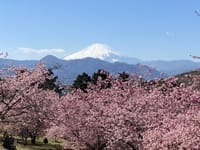 早咲き桜見物しましょう。