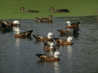 湿地の鳥