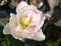 チューリップ花壇の　・・、これミュータントの一つ　白花のチューリップが薄い桃色の色