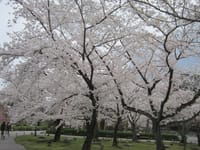 春爛漫　岩槻城跡公園と大宮公園の桜をめでる散策