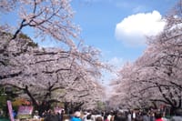 東京の春を満喫　桜の季節に「ソメイヨシノ発祥の地｣や上野の山の桜まつり(日没前と夜桜)に行こう　懇親会も楽しく仲良く　そして締めはカラオケで