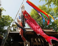 佐倉で出逢った伝統の5月5日の緑の風の鯉のぼり