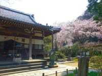 桜の花見を鎌倉・安国論寺で