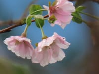 今朝の桜、いつもの小川、百日紅ー今朝の散歩より