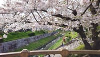 山崎川の桜並木を見てきました（youtube動画）