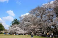 砧公園、桜