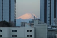 写真は、川崎市中原区小杉のビルの間にある富士山、東海道新幹線、紅梅