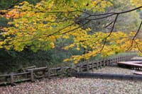 四季の森公園の紅葉　2016.11.29撮影