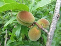 桃の摘果とビワの収穫