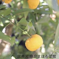 日本最古の柑橘！「大和橘」🍊✨