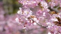 大仙公園の早咲きの桜（２０２３年３月６日）LUMIX DMC FZ1000