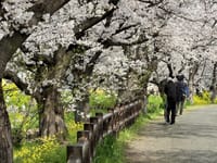 春の川越・氷川神社の桜と蔵造りの街並み