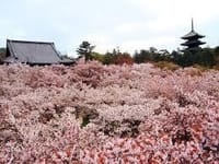 【京都】仁和寺御室桜🌸生ゆばランチ