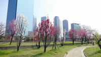 大阪城公園の桃園（２０１９年４月６日）静止画