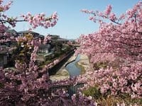 桜ウォーキング１ 早咲きの桜を探して～（淀水路の河津桜）