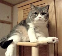 私の猫の物語　③　重量爆発編　ジロ