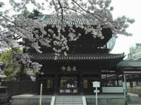 泉岳寺から桜を訪ねて