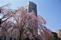 山下公園の枝垂れ桜など　2017.3.30撮影