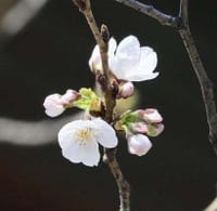 「ミニ・ロールキャベツ」＆「東京で桜🌸が開花！」