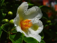 ✿沙羅双樹の花=夏ツバキ✿