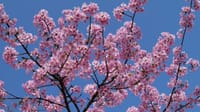 大仙公園の川津桜（２０２１年２月２４日）動画